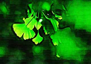 illust, material, livram, paisagem, quadro, pintura, lpis de cor, creiom, puxando,A licena jovem do ginkgo, ginkgo, , licena jovem, 