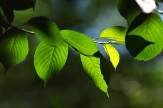 photo,material,free,landscape,picture,stock photo,Creative Commons,The young leave of the cherry tree, cherry tree, cherry tree, young leave, young leave