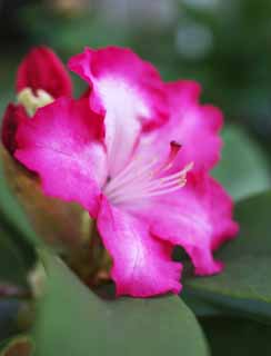 Foto, materieel, vrij, landschap, schilderstuk, bevoorraden foto,Een rododendron, , Rododendron, Kroonblad, 