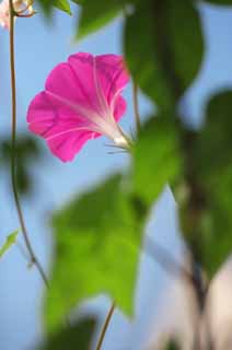 photo,material,free,landscape,picture,stock photo,Creative Commons,The morning glory which blooms to the blue sky, morning glory, morning glory, morning glory, vine