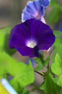photo,material,free,landscape,picture,stock photo,Creative Commons,The dark blue of the morning glory, morning glory, morning glory, morning glory, vine