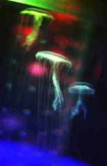 , , , , ,  ., jellyfish., , jellyfish, , 