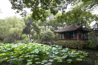 photo,material,free,landscape,picture,stock photo,Creative Commons,Zhuozhengyuan, lotus, lotus, world heritage, garden