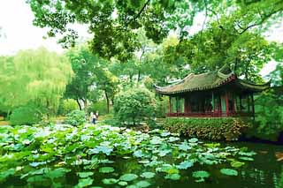 illustration,material,free,landscape,picture,painting,color pencil,crayon,drawing,Zhuozhengyuan, lotus, , world heritage, garden