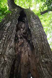 photo,material,free,landscape,picture,stock photo,Creative Commons,The sinus of the tree of Zhuozhengyuan, trunk, tree, world heritage, garden