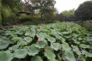 photo,material,free,landscape,picture,stock photo,Creative Commons,Hasuike of Zhuozhengyuan, pond, lotus, lotus, garden
