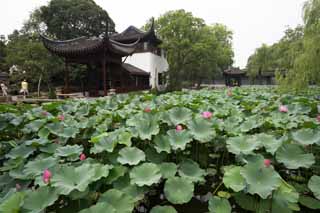 photo,material,free,landscape,picture,stock photo,Creative Commons,Hasuike of Zhuozhengyuan, pond, lotus, lotus, garden