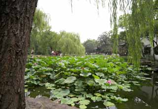 photo,material,free,landscape,picture,stock photo,Creative Commons,Hasuike of Zhuozhengyuan, pond, lotus, lotus, garden