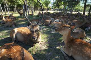 photo, la matire, libre, amnage, dcrivez, photo de la rserve,Un cerf de Nara, , cerf, , coin