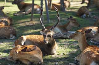 photo,material,free,landscape,picture,stock photo,Creative Commons,A deer of Nara, , deer, deer, corner