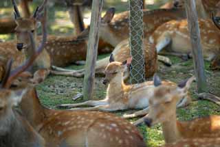 photo, la matire, libre, amnage, dcrivez, photo de la rserve,Un cerf de Nara, , cerf, , Bambi