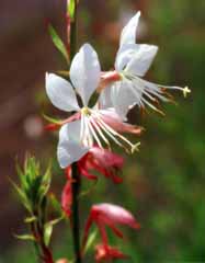 photo,material,free,landscape,picture,stock photo,Creative Commons,Pretty little flowers, white, , , 