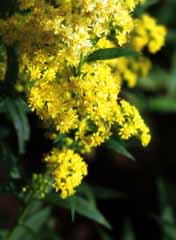 fotografia, materiale, libero il panorama, dipinga, fotografia di scorta,La bellezza abbondante di inflorescence, giallo, , , 