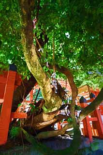 illust, matire, libre, paysage, image, le tableau, crayon de la couleur, colorie, en tirant,La plante parasite de sept genres de Kasuga Taisha Temple, Shintosme, Temple shintoste, enfant, Strilit