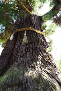 Foto, materiell, befreit, Landschaft, Bild, hat Foto auf Lager,Osugi des Kasuga Taisha Shrine Hauptschrein, Die Rinde, Schintoistischer Schrein, Natur, riesiger Baum