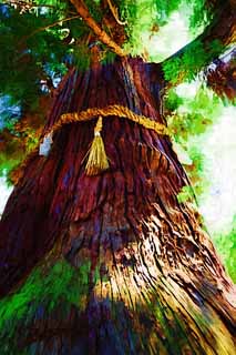 illustration,material,free,landscape,picture,painting,color pencil,crayon,drawing,Osugi of the Kasuga Taisha Shrine main shrine, The bark, Shinto shrine, Nature, huge tree