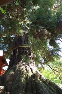 fotografia, material, livra, ajardine, imagine, proveja fotografia,Osugi do Kasuga Taisha Santurio santurio principal, O latido, Santurio de Xintosmo, Natureza, rvore enorme