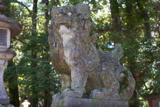 photo,material,free,landscape,picture,stock photo,Creative Commons,Kasuga Taisha Shrine pair of stone guardian dogs, pair of stone guardian dogs, top dog, stone statue, The shade