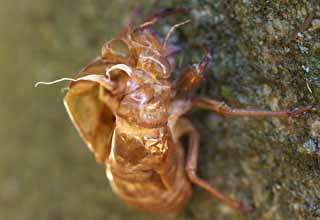 photo,material,free,landscape,picture,stock photo,Creative Commons,The cast-off shell of the cicada, cicada, , , Ecdysis