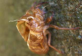 Foto, materieel, vrij, landschap, schilderstuk, bevoorraden foto,Het afdankertje kinkhoorn van de cicada, Cicada, , , Ecdysis