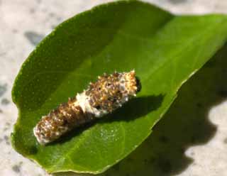 photo,material,free,landscape,picture,stock photo,Creative Commons,A larva of butterfly, green caterpillar, green caterpillar, larva, butterfly