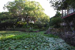 Foto, materiell, befreit, Landschaft, Bild, hat Foto auf Lager,Ein Herzcharakter ist ein Teich, Seerose, , gieen Sie Hyazinthe, Garten