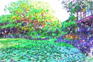 illustration,material,free,landscape,picture,painting,color pencil,crayon,drawing,A heart character is a pond, water lily, , water hyacinth, garden