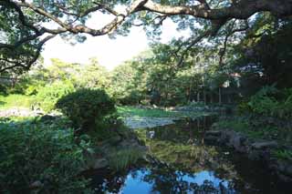 Foto, materiell, befreit, Landschaft, Bild, hat Foto auf Lager,Ein Herzcharakter ist ein Teich, Seerose, , gieen Sie Hyazinthe, Garten