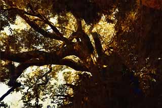 illust, matire, libre, paysage, image, le tableau, crayon de la couleur, colorie, en tirant,Un caractre du coeur est le grand arbre de l'tang, chemin de branche, L'aboiement, grand arbre, jardin