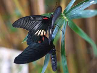 photo, la matire, libre, amnage, dcrivez, photo de la rserve,Copulation de papillons, papillon, , , Reproduction