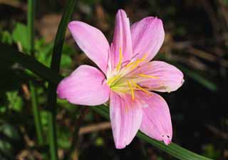 Foto, materiell, befreit, Landschaft, Bild, hat Foto auf Lager,Eine rosa Blume, Rosa, Bltenblatt, Staubblatt, wilde Blume