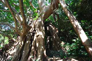 Foto, materiell, befreit, Landschaft, Bild, hat Foto auf Lager,Der groe Baum des banyan-Baumes, banyan-Baum, .., riesiger Baum, Baum
