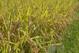 photo,material,free,landscape,picture,stock photo,Creative Commons,An ear of rice grows, Rice, , , 