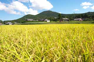 photo,material,free,landscape,picture,stock photo,Creative Commons,An ear of rice grows, Rice, Rice, Rice, Rice