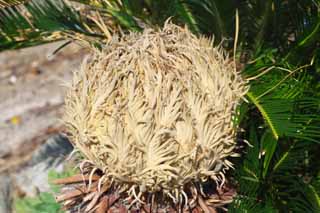 Foto, materieel, vrij, landschap, schilderstuk, bevoorraden foto,Een cycad bal, Cycad, , Zuidelijk land plant, 