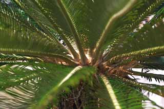 photo,material,free,landscape,picture,stock photo,Creative Commons,Power of the cycad, Cycad, Cycad, southern country plant, 