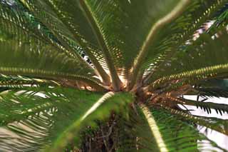 Foto, materiell, befreit, Landschaft, Bild, hat Foto auf Lager,Macht des cycad, Cycad, , sdliche Landpflanze, 