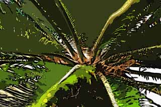 illust, materiell, befreit, Landschaft, Bild, Gemlde, Farbbleistift, Wachsmalstift, Zeichnung,,Macht des cycad, Cycad, , sdliche Landpflanze, 