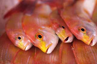 Foto, materieel, vrij, landschap, schilderstuk, bevoorraden foto,De rood van de zee brasem, Thailand, Zee brasem, , Vis winkelen