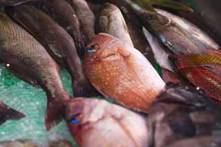 photo, la matire, libre, amnage, dcrivez, photo de la rserve,Une poissonnerie, Thalande, brme de mer, , poissonnerie