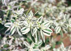 photo,material,free,landscape,picture,stock photo,Creative Commons,White-striped leaves, leave, white, green, 