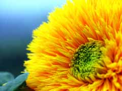 foto,tela,gratis,paisaje,fotografa,idea,Concepto en doble., Pngase amarillo, Girasol, , 