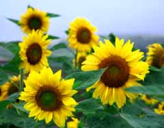 , , , , ,  ., ., , sunflower, , 