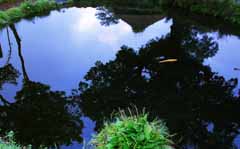 Foto, materiell, befreit, Landschaft, Bild, hat Foto auf Lager,Spiegel-noch Teich, Teich, Wasser, Fisch, 