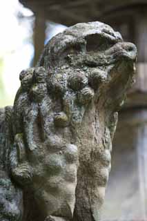 foto,tela,gratis,paisaje,fotografa,idea,Kompira - pareja del santuario de san de tutor perros de piedra, Santuario templo Buddhist sintosta, Par de tutor perros de piedra, Mejor, Shinto