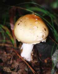 photo, la matire, libre, amnage, dcrivez, photo de la rserve,Champignon du bb, marron, moisissure, sol, 