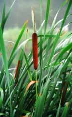photo,material,free,landscape,picture,stock photo,Creative Commons,Cattail, brown, green, pond, 