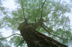 photo,material,free,landscape,picture,stock photo,Creative Commons,Big tree in the mist, trunk, branch, fog, 