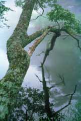 Foto, materiell, befreit, Landschaft, Bild, hat Foto auf Lager,Das Berhren der Oberflche, Teich, Wasseroberflche, Zweig, 