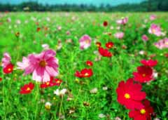 Foto, materiell, befreit, Landschaft, Bild, hat Foto auf Lager,Kosmosfeld, rot, rosa, , 